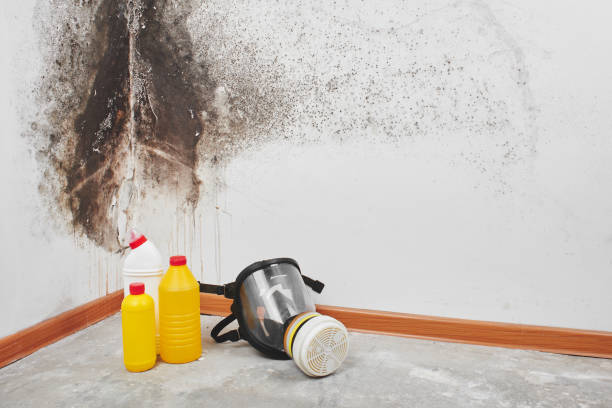 Best Mold Testing  in Lindsay, TX