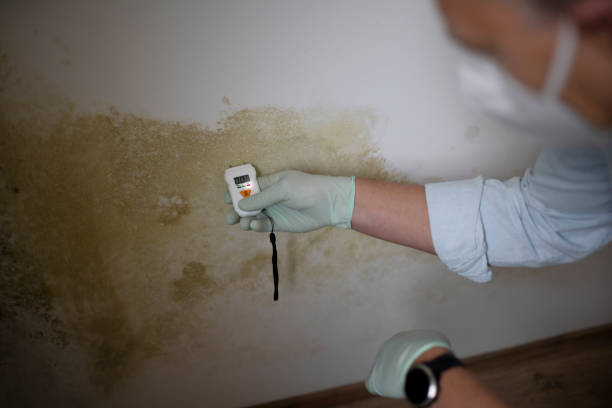 Best Affordable Mold Removal  in Lindsay, TX