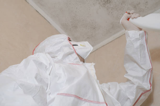 Best Office Mold Removal Services  in Lindsay, TX
