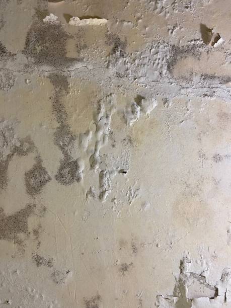 Mold Removal and Inspection in Lindsay, TX