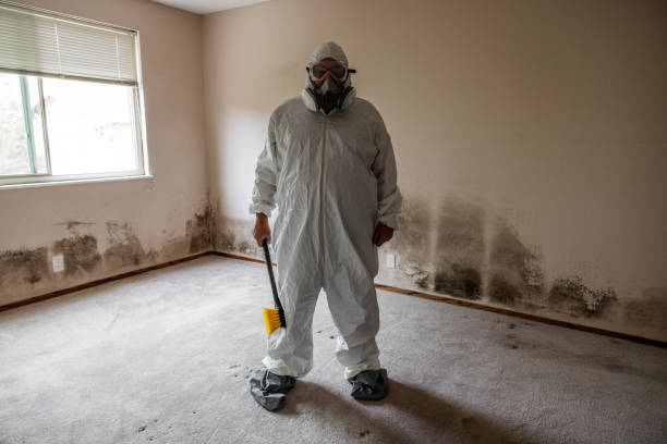 Best Black Mold Removal  in Lindsay, TX