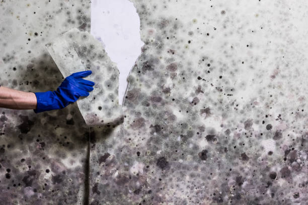 Best Mold Remediation  in Lindsay, TX